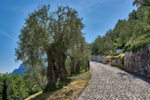 Olif de Bòtes - Tenuta Maso Bòtes