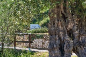 Olif de Bòtes - Tenuta Maso Bòtes