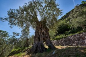 Olif de Bòtes - Tenuta Maso Bòtes