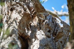 Olif de Bòtes - Tenuta Maso Bòtes