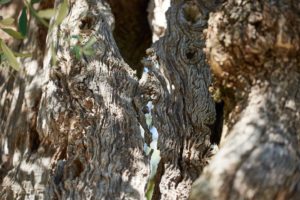 Olif de Bòtes - Tenuta Maso Bòtes