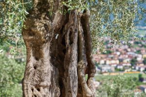 Olif de Bòtes - Tenuta Maso Bòtes